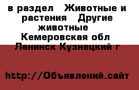  в раздел : Животные и растения » Другие животные . Кемеровская обл.,Ленинск-Кузнецкий г.